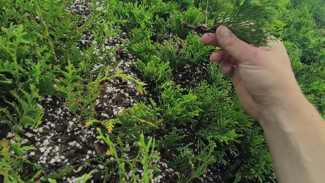 Обзор череночников в июне, как себя чувствуют черенки хвойных🌿 смотреть онлайн