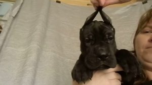 Щенки Немецкого дога