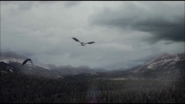 Крылья Ангела