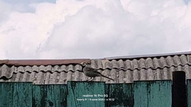 Белая трясогузка 09.06.2025 смотреть онлайн