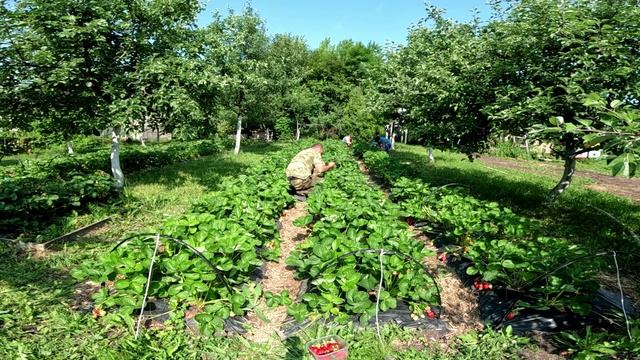 Ягоды гиганты смотреть онлайн