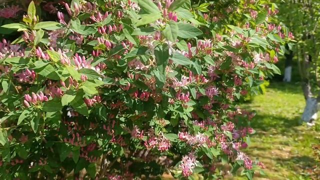 Татарская жимолость - не лиана. смотреть онлайн