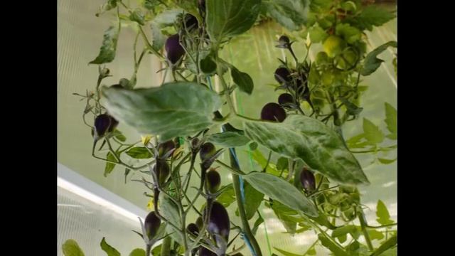 ТОМАТЫ. Каталог томатов 2024 год.  Часть 10. Проверенные с?