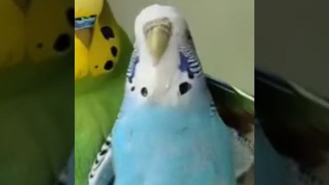 мои попугаи поют gegagedigedagedago #gegagedigedagedago #птицы #ковбои #м смотреть онлайн