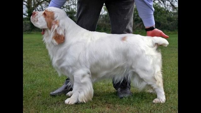 Кламбер спаниель