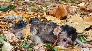 Этим двум малышам не повезло с самого начала...  1000012992.mp4