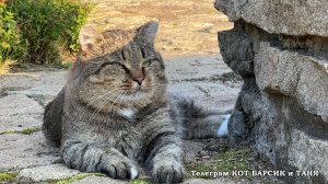 БАРСИК и ТРЯСОГУЗКА