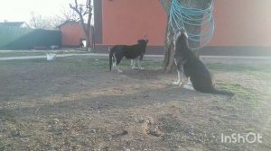 щенки ВЕО восточноевропейской овчарки - 3 месяца.