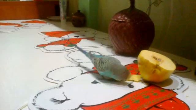 попугай Веня и айва