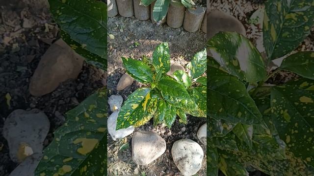 НОВИНКИ В САДУ!ЮЖНЫЙ САД 30 АПРЕЛЯ 2025 Г.РАСТЕНИЯ ДЛЯ ПРУ