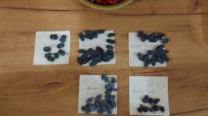 Жимолость канадської селекції Tundra, Honey Bee, Boreal Blizzard, Aurora