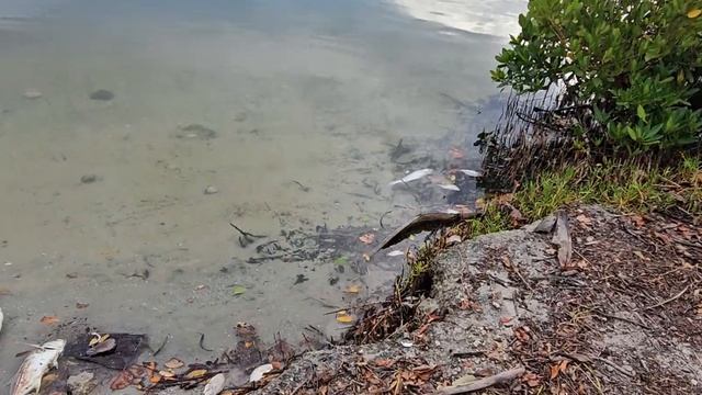 После урагана Милтон,Флорида,октябрь 2024. На месте,где ? смотреть онлайн