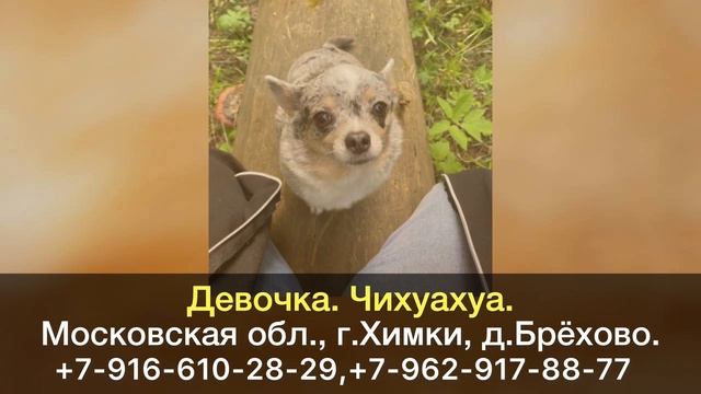 Пропала собака! Девочка. Чихуахуа. Московская область,