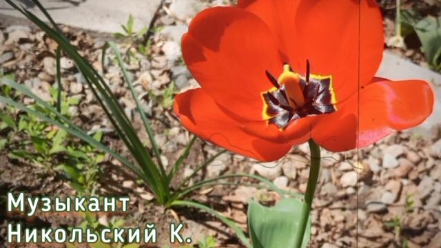 Музыкант - Никольский Константин (кавер)