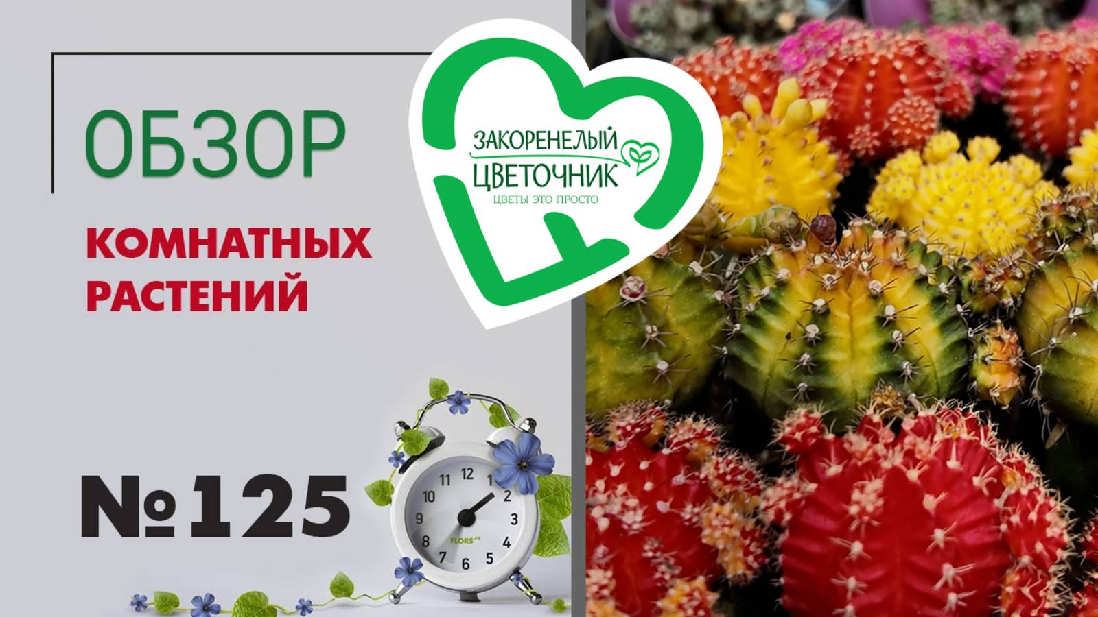 Обзор растений: кактусы, филодендроны, эпипремнумы, рипсалисы, сансевиерии, калатеи, папоротники 125