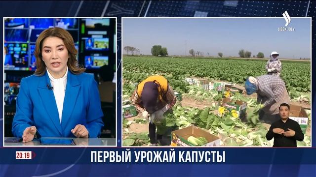 В Туркестанской области собрали первый урожай капуст?