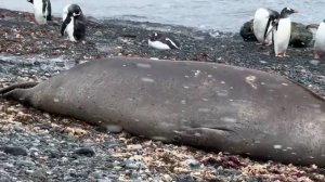 Мегаладон в антарктиде ч.2