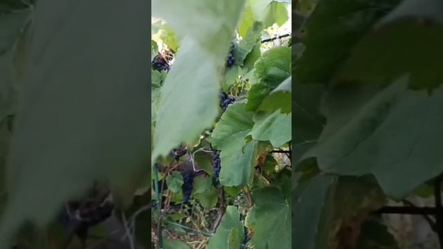 Ой сад-виноград 🍇 смотреть онлайн