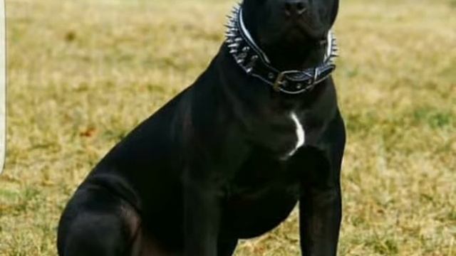 Pitbul It Siz Ko‘rmagan Videolar Va Rasmlar  самая большая собака  最大の犬