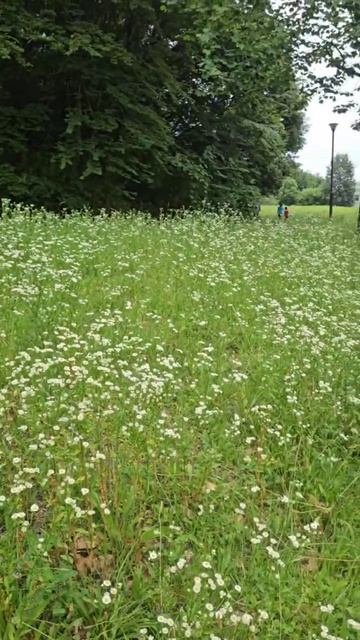 Лето, ах лето.... смотреть онлайн