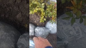 Имитация морского камня из бетона,для клумбы-бордюр.