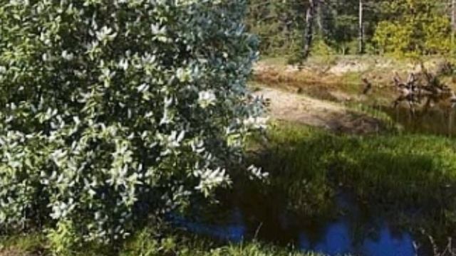 СИРЕНЬ  ( цветы весны )