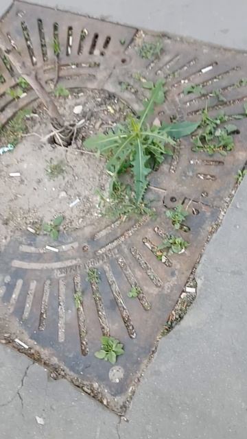 Яблони в асфальте и это Дмитров смотреть онлайн