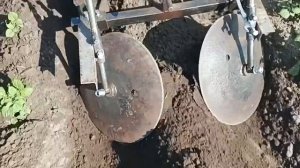 Дисковый окучник с мотоблоком мтз, первое окучивание