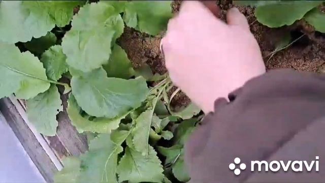 ВНИМАНИЕ!!! АКЦИЯ НА СЕМЕНА - ПРОФИ РЕДИС МАЙ // ВАЦАП ДЛ смотреть онлайн