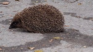 Ёжик в школу ходил! 🦔📚