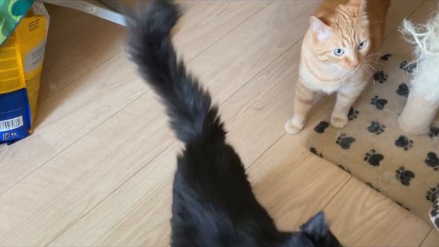 Котики Life Of 6 Cats. 2 июня, жарко котикам.