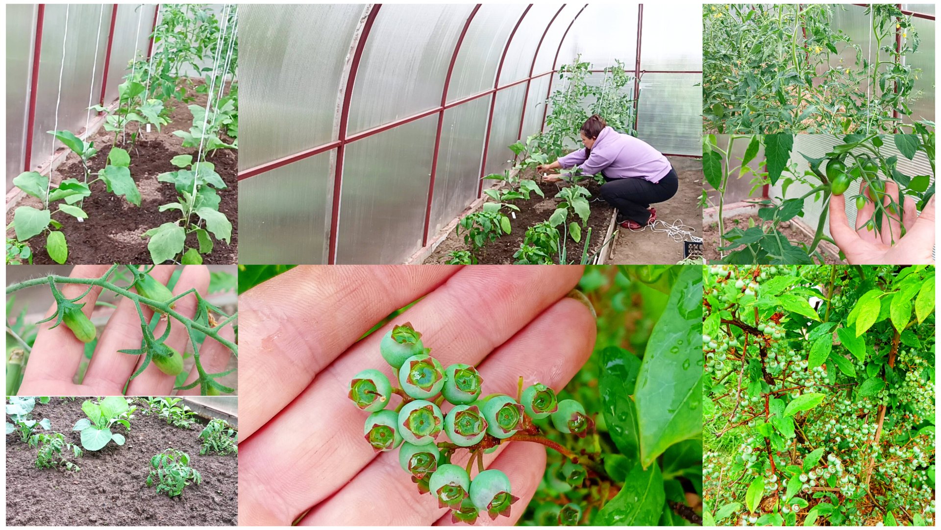 У нас снова дождь. Работаю в теплице. Томаты. Голубика " Патриот"- урожаю быть! Огородные новости. смотреть онлайн