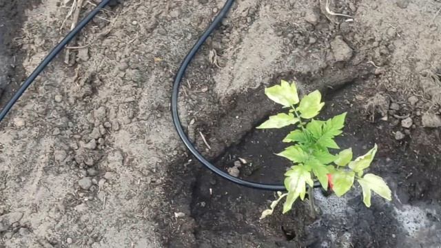Капельный полив. Май 2024.  12.05.2024