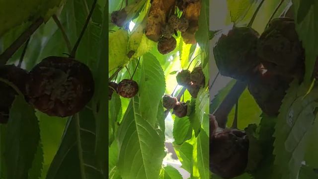 Пропала черешня!😥😥😥😭