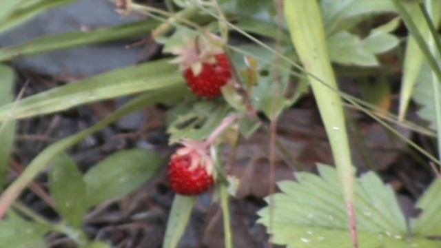 2012 июль Подосинки зарисовка леса