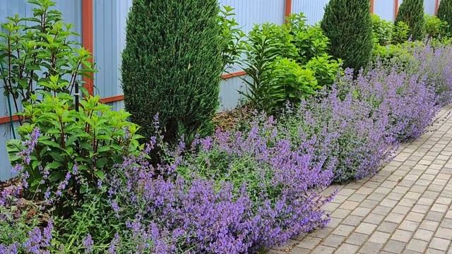 НЕ ЛАВАНДА? А ЭТО КОТОВНИК 😉☝️😍