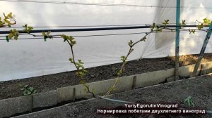 🍇 Двухлетний виноград. Весна. Нормировка побегами. Фо