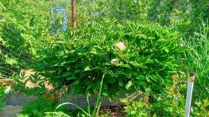 Цветы на даче