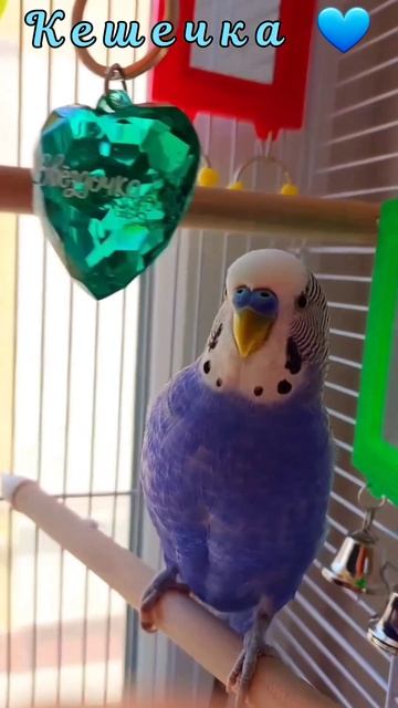 Нормальный парень ловит кайф когда бьёт грушу. #попуга