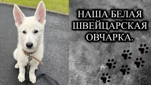 Завели щенка БШО 🐕. Первый рассказ о нём 🐶