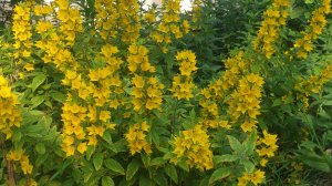 Травницы из тт мод тик ток