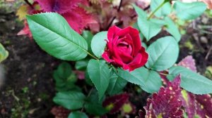 Роза Таманго