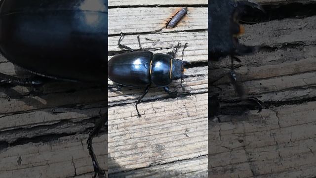 Майский жук