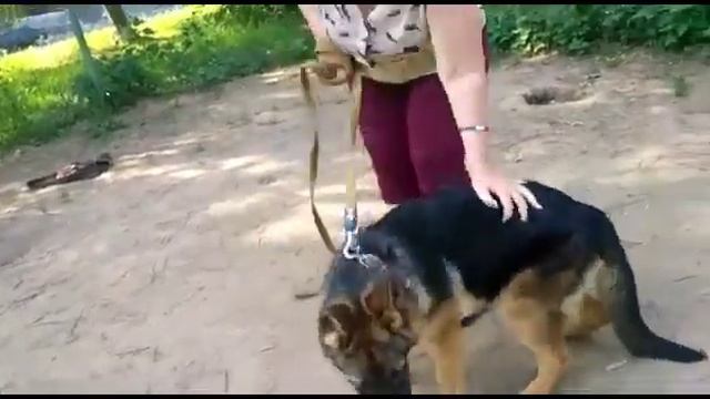 Дрессировка собак-немецкая овчарка Нора 5 мес.Дрессир?