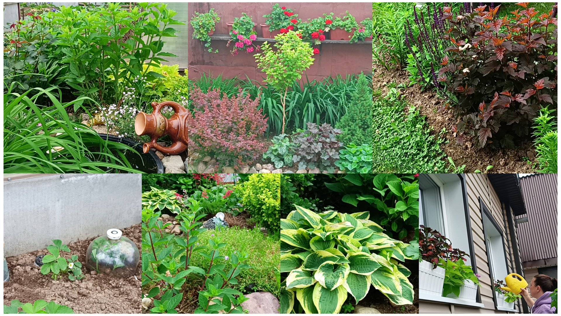 Садово- однородные хлопоты.Черенкую гортензии. Не знаю что посадить- надо в питомник. Что в саду!? смотреть онлайн