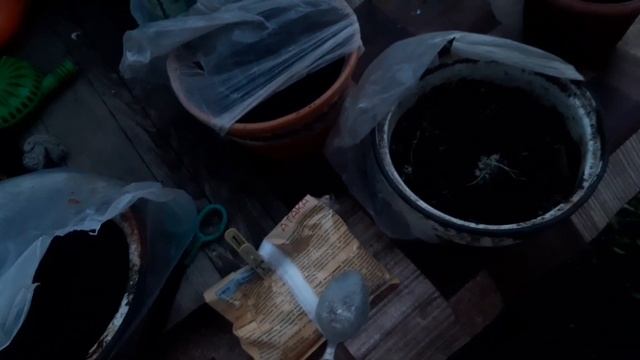 Смородина плохо растет? Подкормка, которая спасает ку?