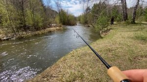 Краснокнижная дикая #Форель #trout на Daiwa SILVER CREEK STREAM TWITCHER