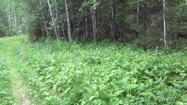 vatravel.ru В Пинежском заповеднике (Архангельская обл) смотреть онлайн