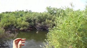 🎣 Окунь в яме — где он прячется и как его достать? Секреты летней ловли трофейных горбачей!