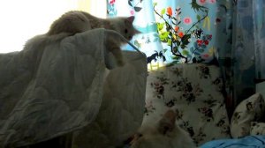 Cat fell from the dryer.Кот упал с сушилки.